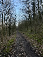Scenic pathway winding through an autumnal forest