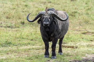 Cape Buffalo in Serengeti National Park Tanzania