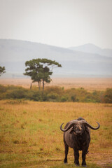 Cape Buffalo in Serengeti National Park Tanzania