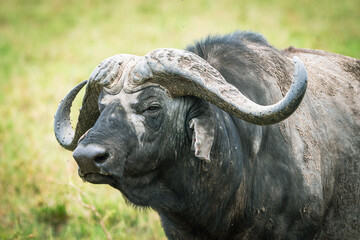Cape Buffalo in Serengeti National Park Tanzania