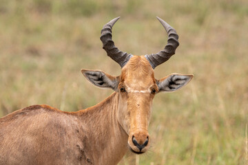 Naklejka na ściany i meble Impala in Serengeti National Park Tanzania Africa