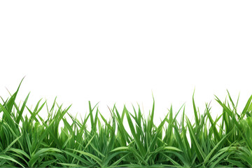 Green meadow grass border, on a transparent background, png file