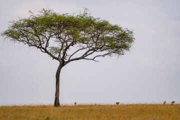 Umbrella Thorn tree in the Maasai Mara Reserve, Kenya East Africa