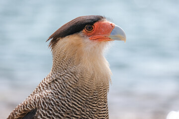 Caracara, Argentina