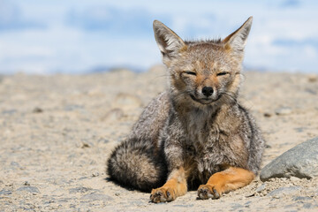 Wild Patagonian Fox, Argentina