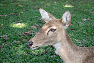 Naklejka na ściany i meble Deer head, female deer, lying on the green grass. The cuteness of wild animals in the zoo in Thailand
