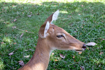 Deer head, female deer, lying on the green grass. The cuteness of wild animals in the zoo in Thailand