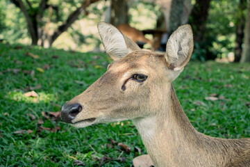 Naklejka na ściany i meble Deer head, female deer, lying on the green grass. The cuteness of wild animals in the zoo in Thailand