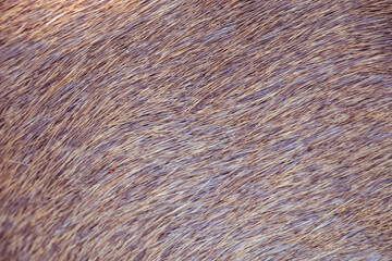 Deer fur, wild animal fur, reddish brown, zoomed in to see clearly as a background image.