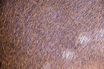 The antelope's fur is reddish-brown with white spots, indicating the nature of being the leader of the antelope herd.