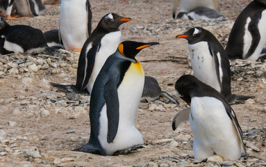 King Penguin and Gentoo Penguins