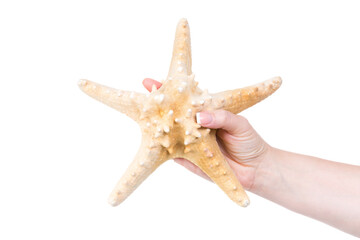 hand holding starfish isolated against transparent background