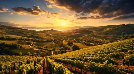 Fotobehang Sunset over rolling vineyards, Wine country, Rows of grapevines bathed in warm light © MDRAKIBUL