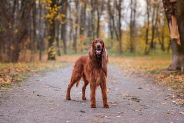 Obraz premium chocolate Irish setter on a walk in the autumn park among the yellow-red leaves waiting for the owner