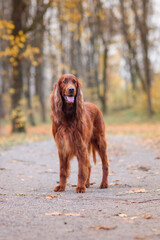 chocolate Irish setter on a walk in the autumn park among the yellow-red leaves waiting for the owner