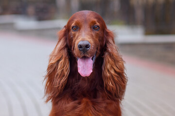 close-up portrait of a chocolate Irish setter on a walk in an autumn park among yellow-red leaves