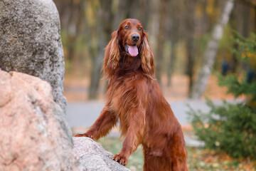 chocolate Irish setter on a walk in the autumn park among the yellow-red leaves waiting for the owner