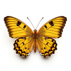 Bright Yellow Butterfly  Isolated on Clean White Background