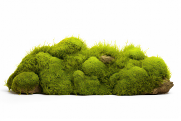 moss on rocks, stones isolated on transparent background, png file