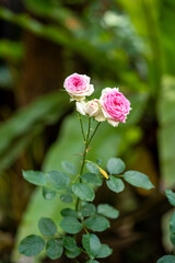 The rose is white and the inside is light pink.