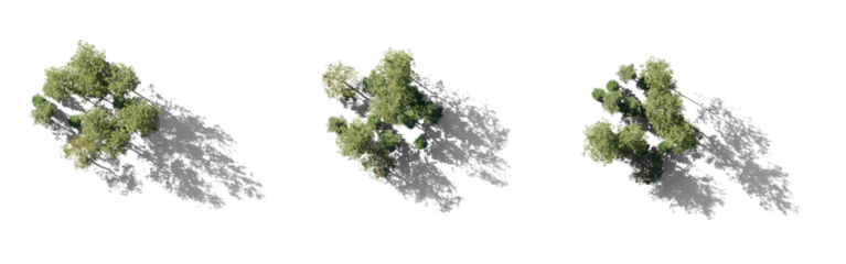 Forest top view group of trees sycamore platanus maple street trees in overcast light with shadow isolated png on a transparent background premium cutout