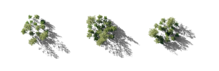 Forest top view group of trees Birch betula trees isolated png in sunny daylight on a transparent background with realistic shadow premium cutout