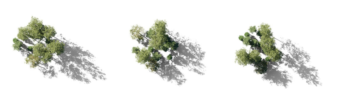 Forest top view group of trees sycamore platanus maple street trees in overcast light with shadow isolated png on a transparent background perfectly cutout
