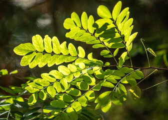 Green leaves of trees close-up, landscape.