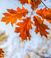 Bright autumn leaves close-up, autumn landscape.