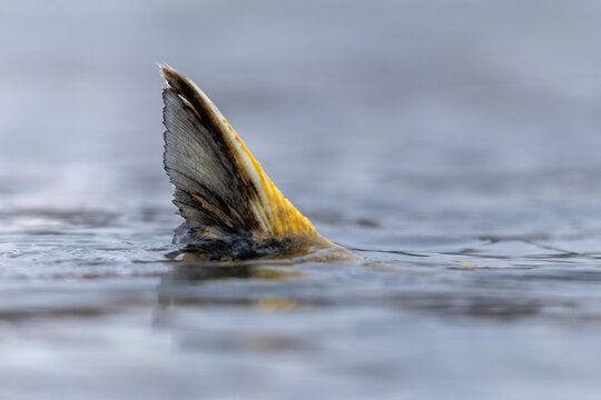 Chum Salmon fin sticking out of water