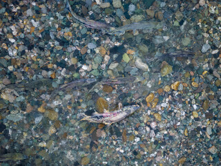 Spawning Chum Salmon