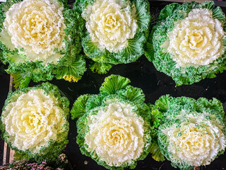 cabbage Brassica decorative beautiful plant fresh flower on the table copy space food background...