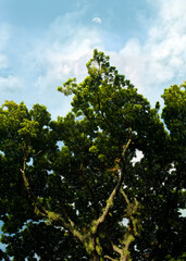 GRAN ARBOL CON VISTA AL CIELO NUBLADO 