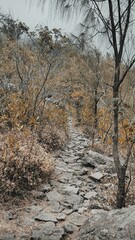 Scenic dirt path winds its way between trees on a hill surrounded by dry, yellowed grass