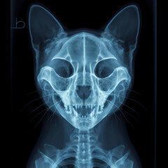 X-ray of a cat skull blue tone radiograph on a black background. ai generative