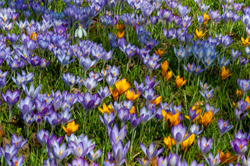 Purple and yellow crocuses bloom in spring in the garden