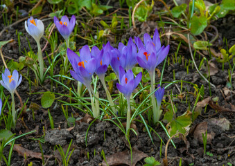 Purple Dorothy crocuses bloom in spring in the garden, ephemeral bulbous flowers