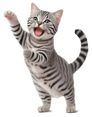 Fototapeta premium American Shorthair cat waving its paw