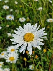 Single white daisy with a bright yellow center stands out amongst a lush field