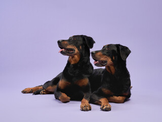 Two Beaucerons resting, their noble demeanor captured against a soft purple studio backdrop. dog in studio