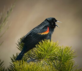 Closeup of a  small Red-winged blackbird perched atop a tree branch with a blurry background