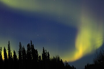 Stunning view of the Aurora Borealis from a secluded dark forest with no artificial light pollution
