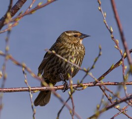 Closeup of a  small Redwinged perched atop a tree branch with a blurry background