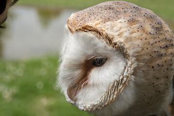 close-up of owl in profile