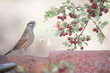 Emberiza on tiles and a branch with red berries.