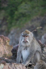 Singe - Mont Batur