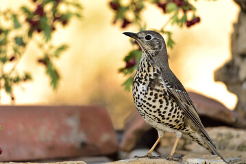 Turdus viscivorus with blurred natural background.
