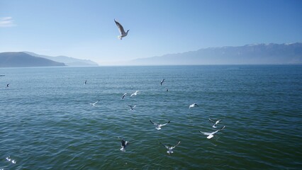 a group of birds flying in the air over the ocean