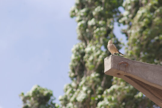 Calandra  (Mius Saturninus) in its Natural Habitat