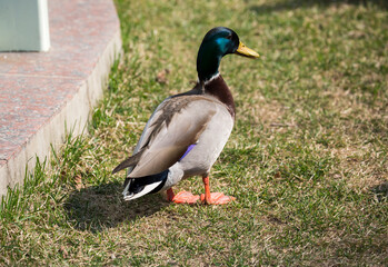 Wild duck. (Latin: Anas platyrhynchos).
A male wild duck. He has a short neck, head and neck are green. The wings have bright blue-purple mirrors with white edges. - 675421089